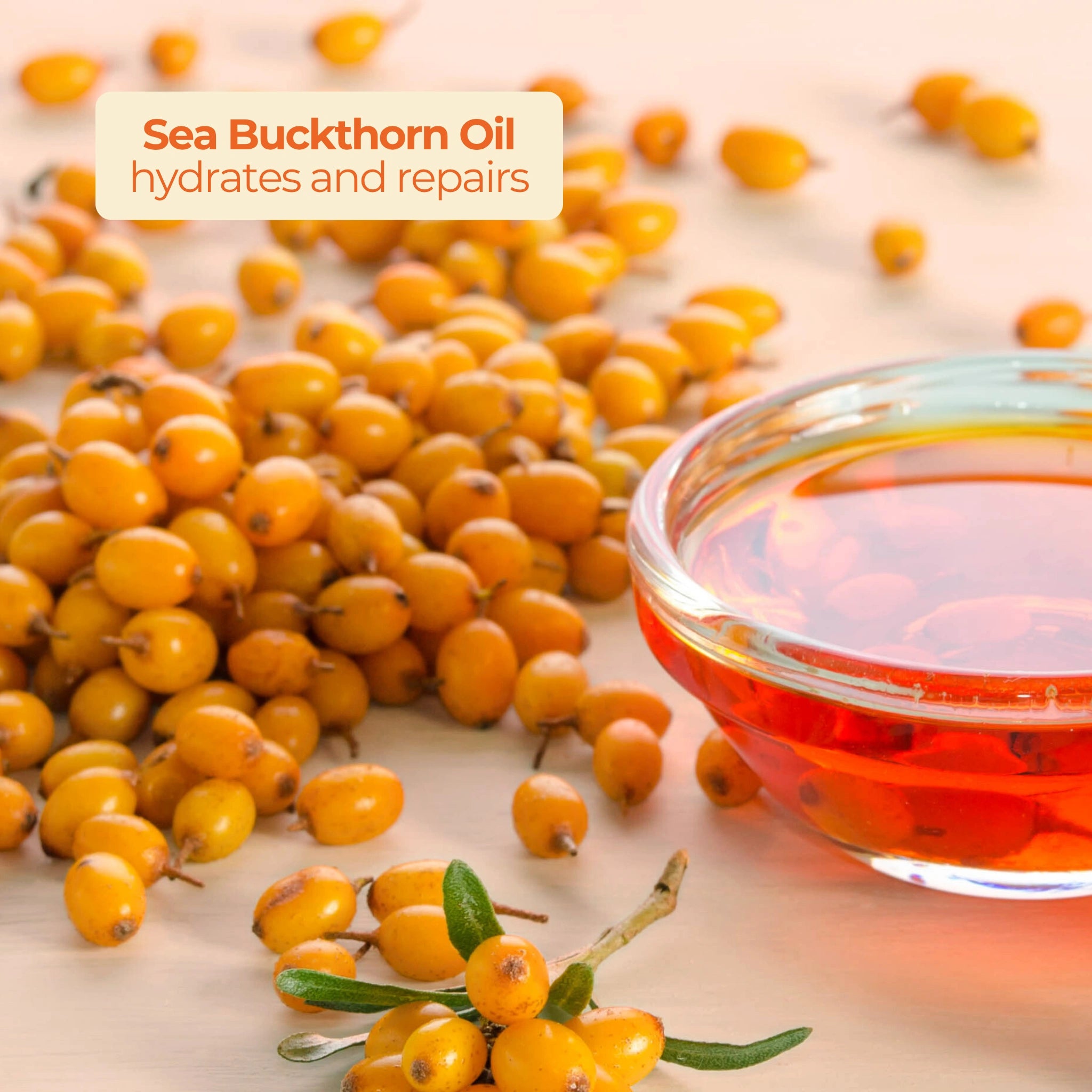 Sea buckthorn berries and a bowl of orange oil labeled “Sea Buckthorn Oil hydrates and repairs” for skincare benefits.