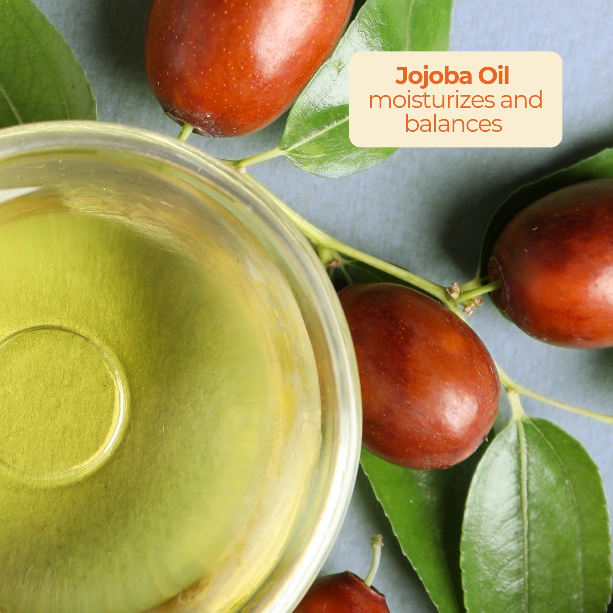 Jojoba fruit and a bowl of oil with text “Jojoba Oil moisturizes and balances” on a gray-blue background.