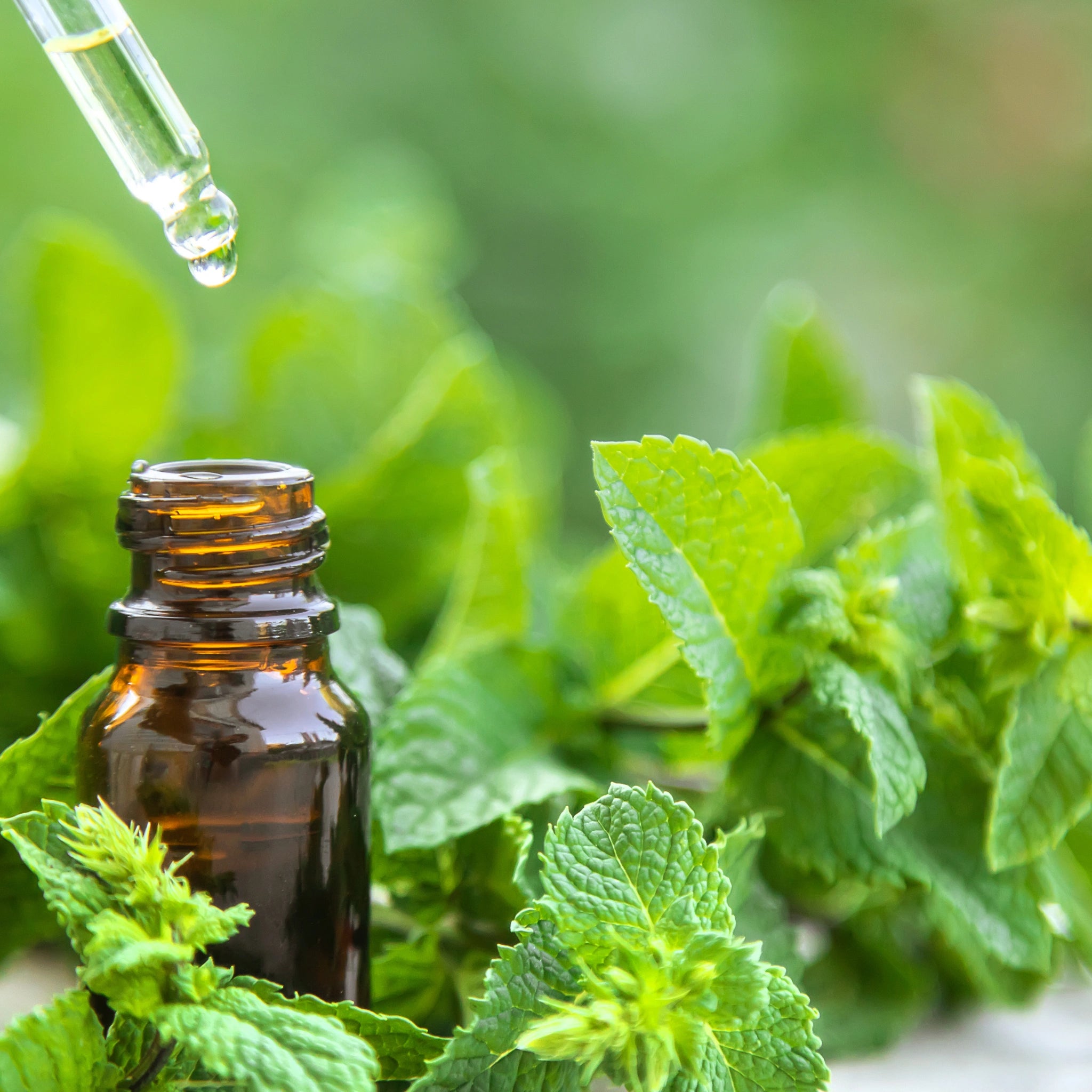 Dropper releasing liquid into a small amber glass bottle surrounded by peppermint leaves, emphasizing freshness and natural peppermint extract.