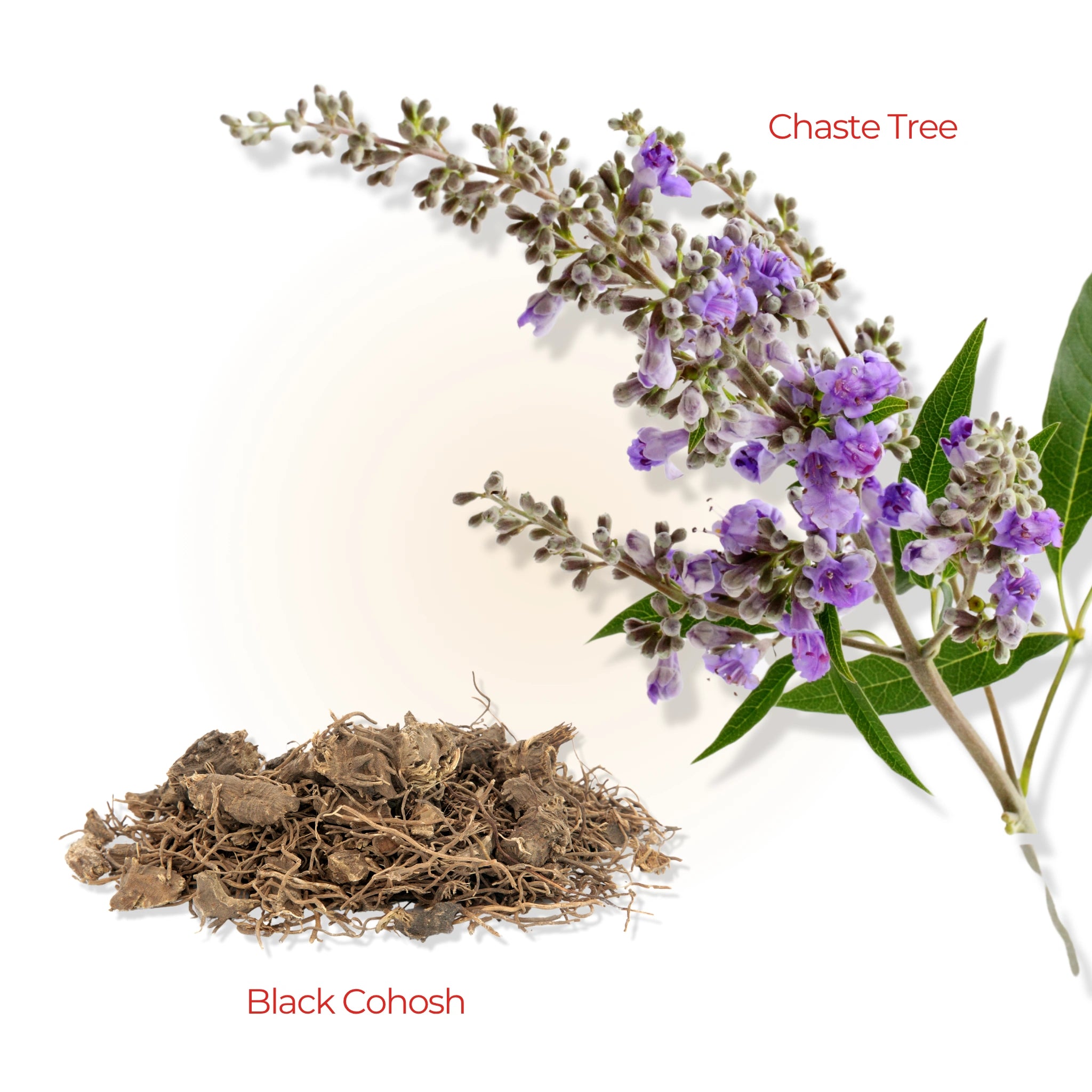 Labeled Chaste Tree flowers and Black Cohosh roots shown on a white background, representing key herbal ingredients for hormonal balance.