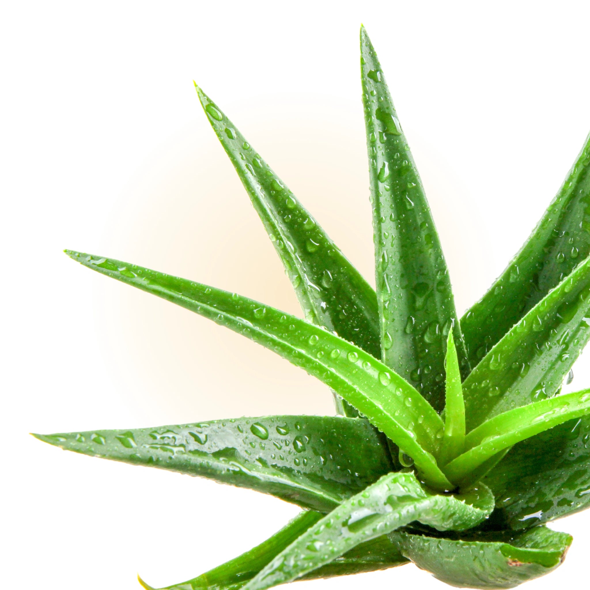 Close-up of fresh aloe vera plant with visible water droplets, promoting the cooling and moisturizing benefits of the plant.